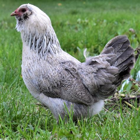 easter eggers for sale|easter egger bantams for sale.